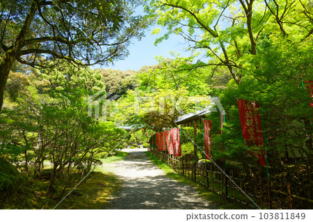 舊傳法學院修行道場、嫩葉新葉、青楓、岱吾寺 103811849