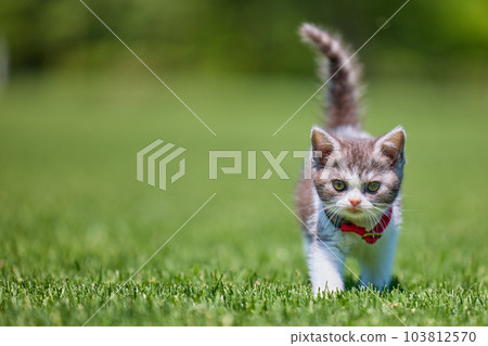 走在草叢中的小貓 103812570