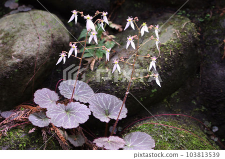 虎耳草 虎耳草 103813539