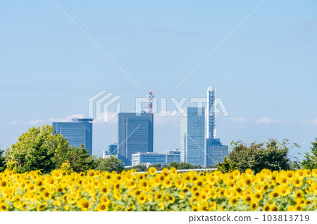 "Saitama Prefecture" Sunflower field in Minuma rice field 103813719
