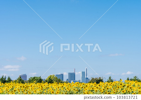 "Saitama Prefecture" Sunflower field in Minuma rice field 103813721