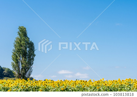 "Saitama Prefecture" Sunflower field and poplar tree in Minuma rice field 103813818