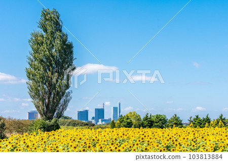 "Saitama Prefecture" Sunflower field in Minuma rice field 103813884