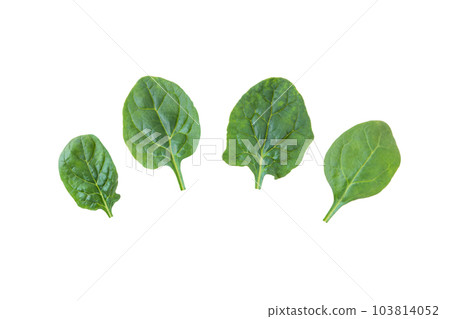 Spinach leaves set isolated on white Spinach leaves set isolated on white 103814052