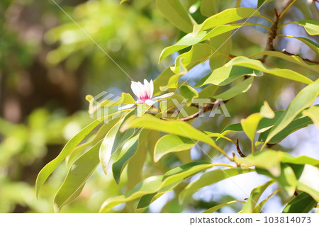 Oatamanaki flower Oatamanaki flower 103814073