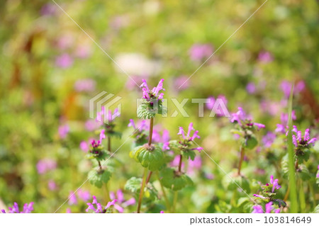 Hotokenosa flowers 103814649