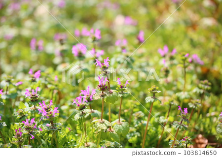 Hotokenosa花 103814650