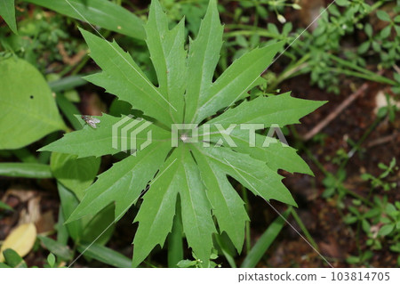 Thrush with its leaves wide open 103814705
