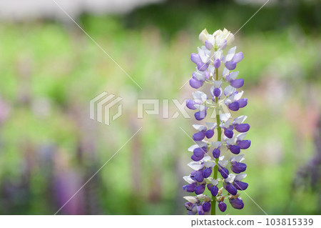 Lupine Lupine 103815339
