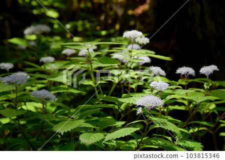 Cordyceps Cordyceps 103815346