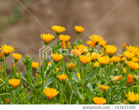 風景與金盞花 風景與金盞花 103815385