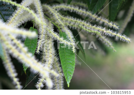 Chestnut flowers 103815953
