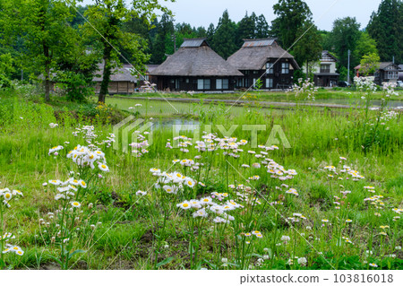 Rice field flowers 103816018