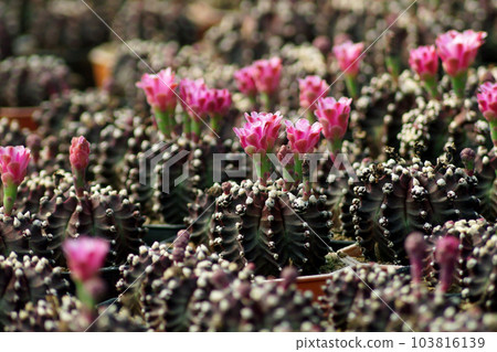 beautiful cactus in flower shop 103816139