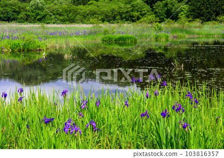 Colony of irises in full bloom, Akita Prefecture 103816357