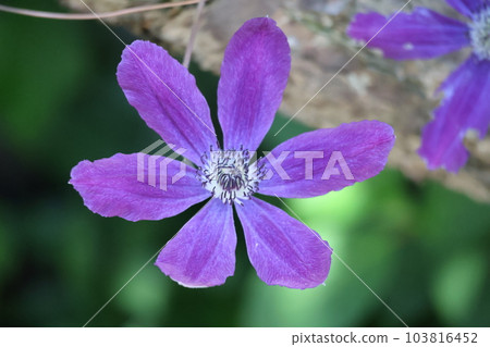 Close-up landscape of purple petaled clematis flowers 103816452
