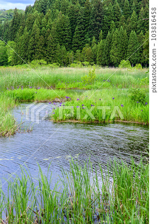 Beautiful iris colonies, Akita Prefecture Beautiful iris colonies, Akita Prefecture 103816458