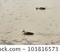 Swimming duck 103816573