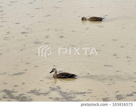 Swimming duck Swimming duck 103816573