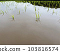 Rainy season rice field 103816574