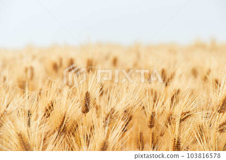 Wheat field in Chikusei City, Ibaraki Prefecture in June 103816578