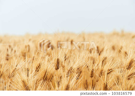 Wheat field in Chikusei City, Ibaraki Prefecture in June 103816579
