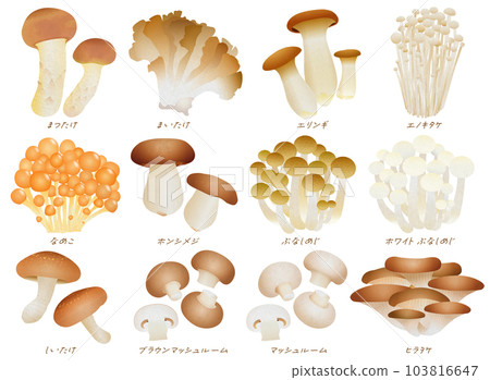 日本蘑菇變異 103816647