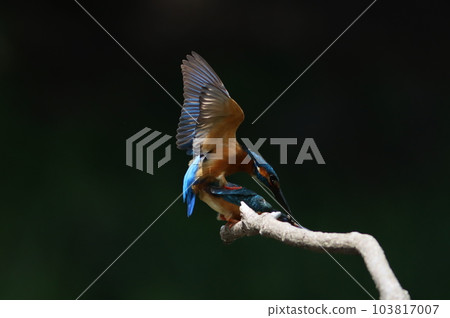翠鳥的交配 翠鳥的交配 103817007