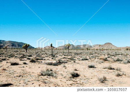 California desert California desert 103817037