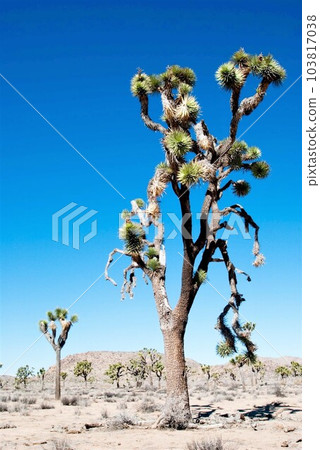joshua tree in california desert joshua tree in california desert 103817038