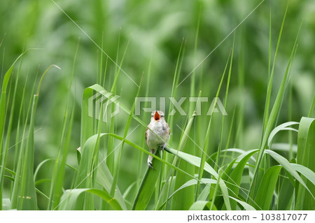 Bird Watching Summer Bird Great Reed Warbler Bird Watching Summer Bird Great Reed Warbler 103817077