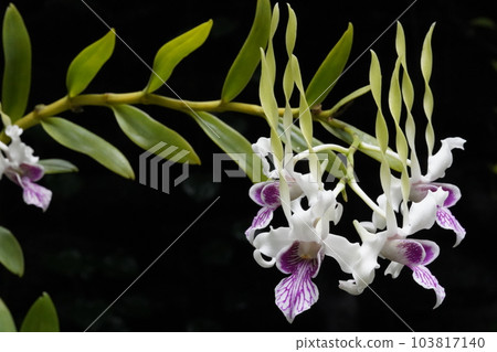 Dendrobium Stratiotes Den.stratiotes Progenitor of Dendrobium Dendrobium Stratiotes Den.stratiotes Progenitor of Dendrobium 103817140