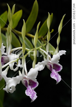 Dendrobium Stratiotes 石斛 Dendrobium Stratiotes 石斛 103817144