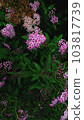 Bright pink flowers among dark green 103817739