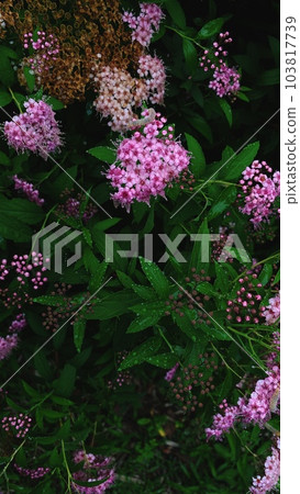 Bright pink flowers among dark green Bright pink flowers among dark green 103817739