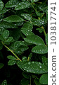 water droplets on leaves after rain 103817741