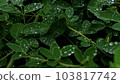 water droplets on leaves after rain 103817742