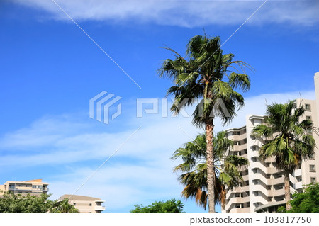 Urayasu palm tree landscape Urayasu palm tree landscape 103817750