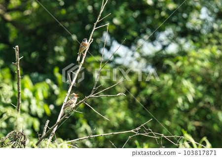 2張野鳥的照片 103817871
