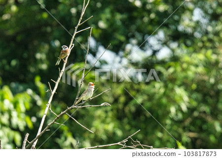 2張野鳥的照片 103817873