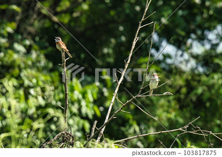 2張野鳥的照片 103817875