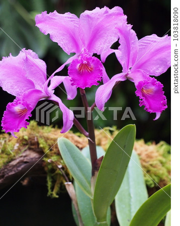 Cattleya trianae f. rubra Cattleya trianae f. rubra 103818090