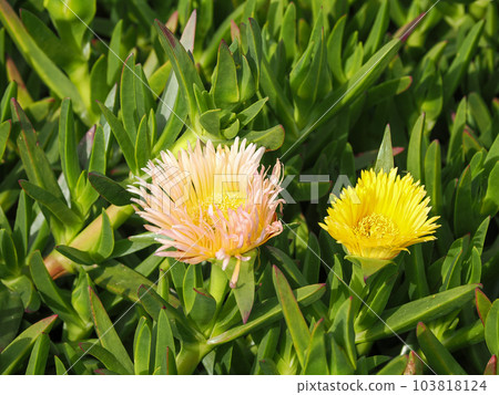 Landscape with Bakuyagikku 103818124