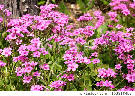 Oxalis from Tomioka Shakuyakuen 103818492