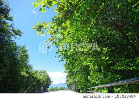 Summer sky, trees and asphalt Summer sky, trees and asphalt 103818494