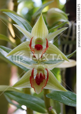 Dendrobium cruentum Progenitor of Dendrobium 103818675