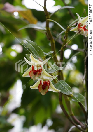 Dendrobium cruentum 石斛原種 103818677