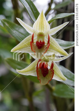 Dendrobium cruentum 石斛原種 103818678