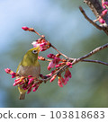White-eye perched on a cherry tree with buds 103818683