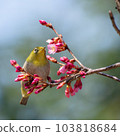 White-eye sucking nectar from cherry blossoms with buds 103818684